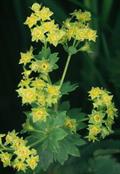 Lady's Mantle